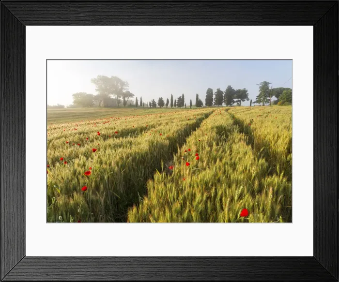 Framed Print : Early morning mist and field of poppies and old abandoned farmhouse, Tuscany, Italy Framed Print : Early morning mist and field of poppies and old abandoned farmhouse, Tuscany, Italy