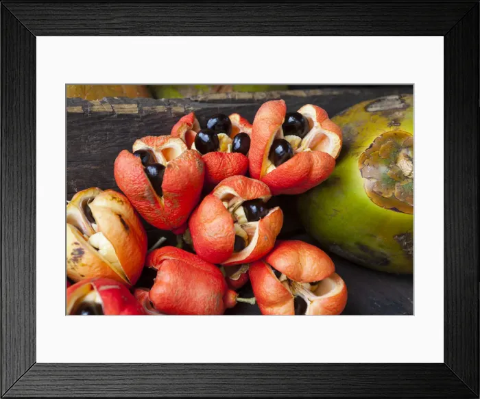 Framed Print : Ackee & Coconuts, Morant Bay, St. Thomas Parish, Jamaica, Caribbean Framed Print : Ackee & Coconuts, Morant Bay, St. Thomas Parish, Jamaica, Caribbean