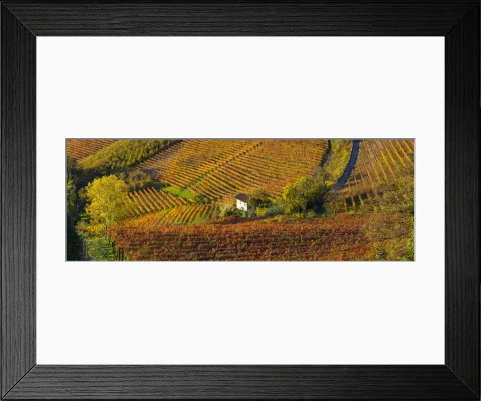 Framed Print : Vineyards, nr Alba, Langhe, Piedmont (or Piemonte or Piedmonte), Italy Framed Print : Vineyards, nr Alba, Langhe, Piedmont (or Piemonte or Piedmonte), Italy