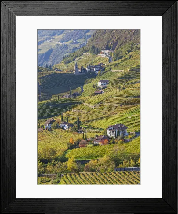 Framed Print : Vineyards near Bolzano, Trentino-Alto Adige / South Tirol, Italy Framed Print : Vineyards near Bolzano, Trentino-Alto Adige / South Tirol, Italy