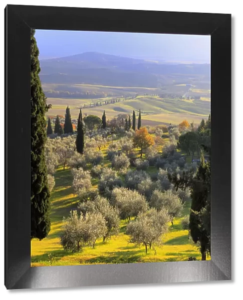 View of Val d Orcia (Valdorcia), Pienza, Tuscany, Italy