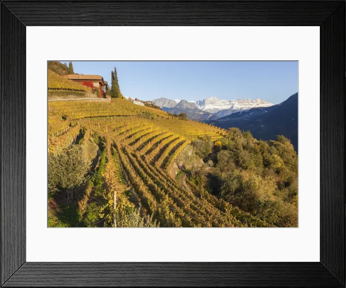 Framed Print : Vineyards near Bolzano, Trentino-Alto Adige / South Tirol, Italy Framed Print : Vineyards near Bolzano, Trentino-Alto Adige / South Tirol, Italy