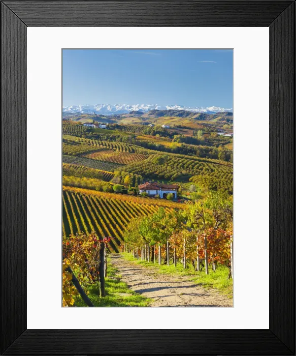 Framed Print : Vineyards, nr Alba, Langhe, Piedmont (or Piemonte or Piedmonte), Italy Framed Print : Vineyards, nr Alba, Langhe, Piedmont (or Piemonte or Piedmonte), Italy