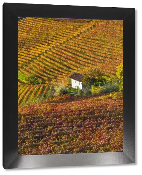 Vineyards, nr Alba, Langhe, Piedmont (or Piemonte or Piedmonte), Italy