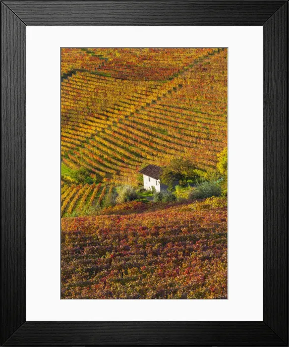 Framed Print : Vineyards, nr Alba, Langhe, Piedmont (or Piemonte or Piedmonte), Italy Framed Print : Vineyards, nr Alba, Langhe, Piedmont (or Piemonte or Piedmonte), Italy