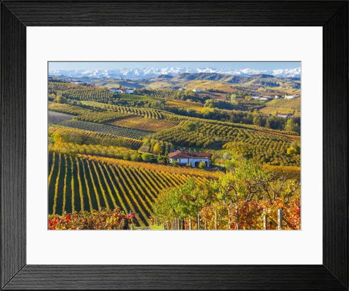 Framed Print : Vineyards, nr Alba, Langhe, Piedmont (or Piemonte or Piedmonte), Italy Framed Print : Vineyards, nr Alba, Langhe, Piedmont (or Piemonte or Piedmonte), Italy