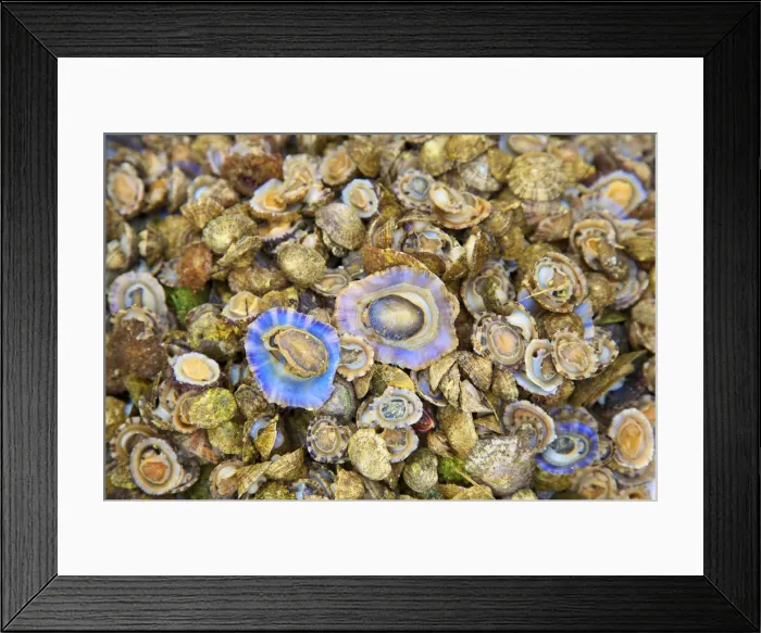 Framed Print : Abalone, Ortygia, Syracuse, Sicily, Italy