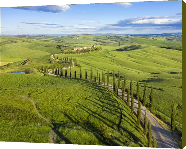 Italy, Tuscany, Val d Orcia, Siena Province, Cypress tree road leading to