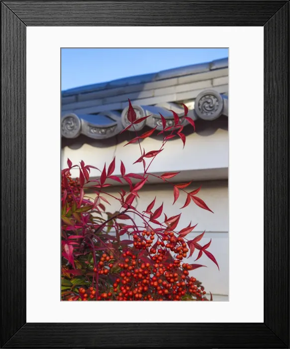 Framed Print : Japan, Kyoto, Autumn colours Framed Print : Japan, Kyoto, Autumn colours