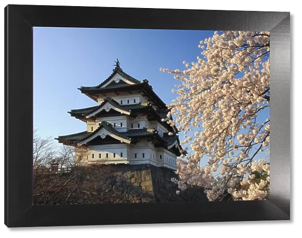 Japan, Aomori Prefecture, Hirosaki, Hirosaki Jo Castle and cherry trees