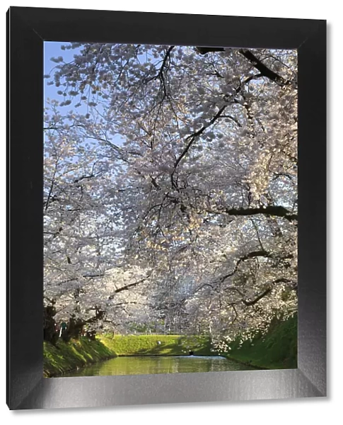Japan, Aomori Prefecture, Hirosaki, Cherry trees