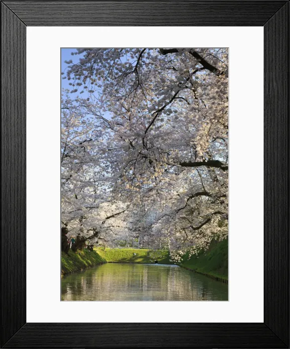 Framed Print : Japan, Aomori Prefecture, Hirosaki, Cherry trees