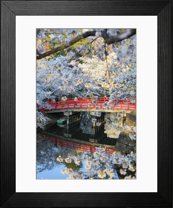 Framed Print : Japan, Aomori Prefecture, Hirosaki, Cherry trees Framed Print : Japan, Aomori Prefecture, Hirosaki, Cherry trees