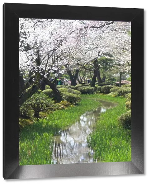 Japan, Ishikawa Prefecture, Kanazawa, Kenroku-en gardens during Cherry Blossom Festival