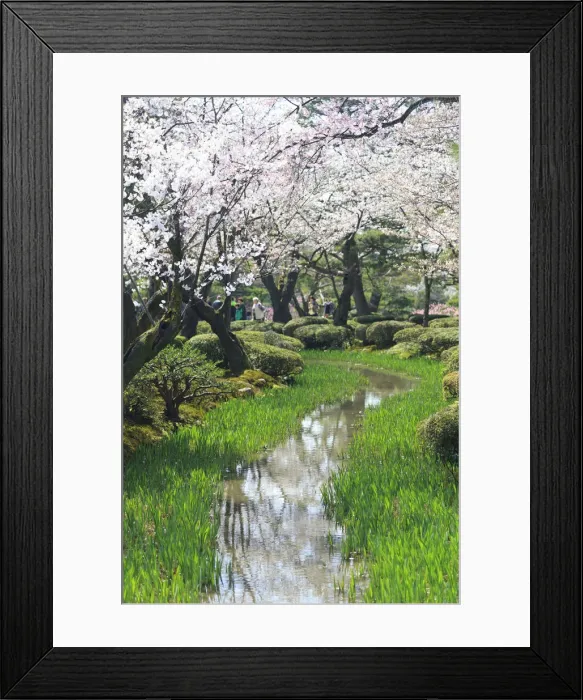 Framed Print : Japan, Ishikawa Prefecture, Kanazawa, Kenroku-en gardens during Cherry Blossom Festival Framed Print : Japan, Ishikawa Prefecture, Kanazawa, Kenroku-en gardens during Cherry Blossom Festival