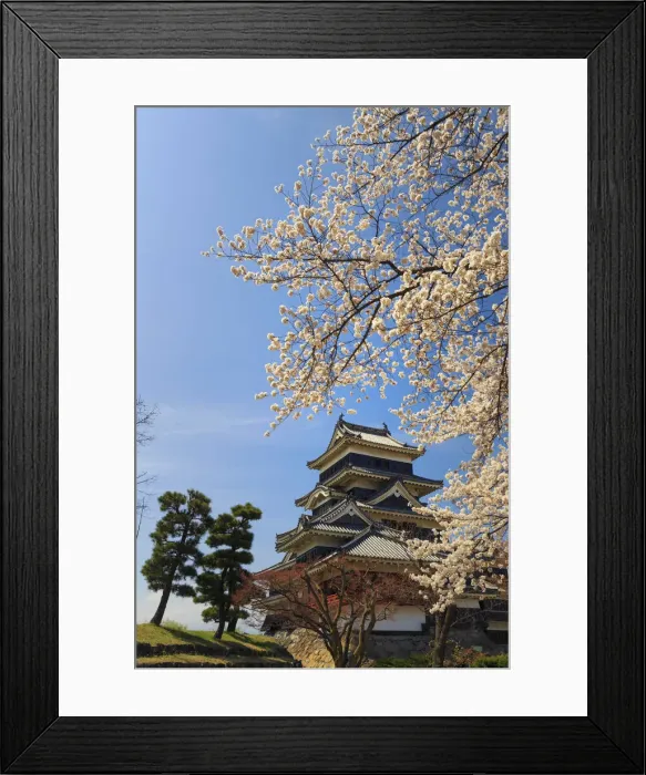 Framed Print : Japan, Chubu province, Matsumoto, Matsumoto Jo Castle and Cherry Trees Framed Print : Japan, Chubu province, Matsumoto, Matsumoto Jo Castle and Cherry Trees