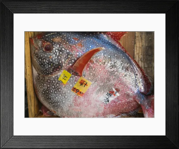Framed Print : Opah fish, Tsukiji Central Fish Market, Tokyo, Japan Framed Print : Opah fish, Tsukiji Central Fish Market, Tokyo, Japan