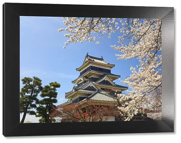 Japan, Chubu province, Matsumoto, Matsumoto Jo Castle and Cherry Trees