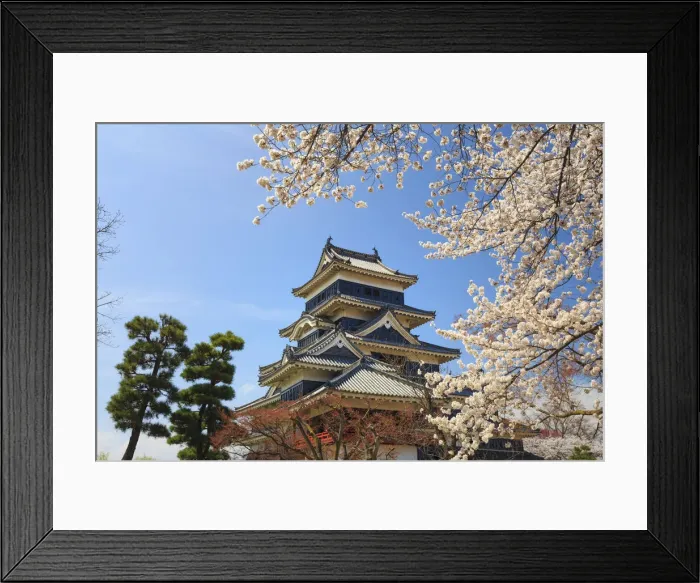 Framed Print : Japan, Chubu province, Matsumoto, Matsumoto Jo Castle and Cherry Trees