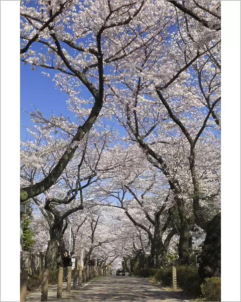 Japan, Tokyo, Aoyama Cemetery, famous for the spectacular display of flowers during