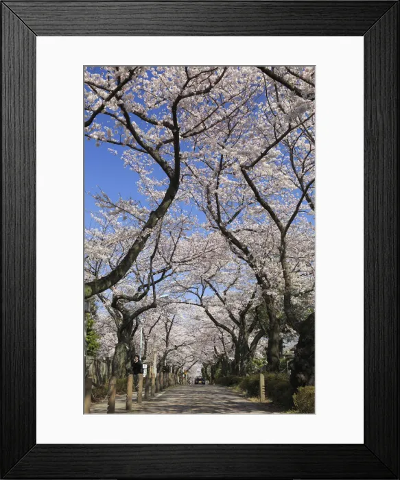 Framed Print : Japan, Tokyo, Aoyama Cemetery, famous for the spectacular display of flowers during Framed Print : Japan, Tokyo, Aoyama Cemetery, famous for the spectacular display of flowers during