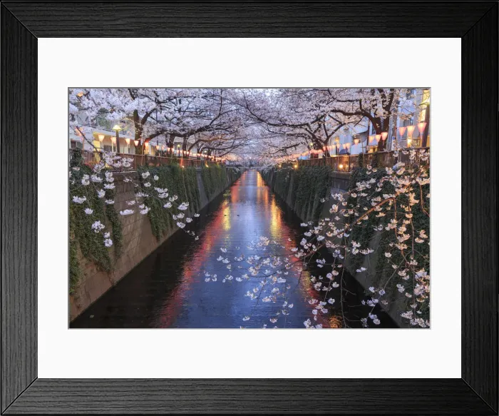 Framed Print : Japan, Tokyo, Cherry Trees in full bloom along Meguro River Framed Print : Japan, Tokyo, Cherry Trees in full bloom along Meguro River