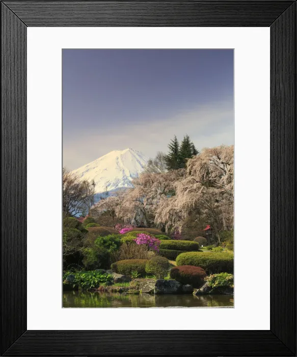 Framed Print : Japan, Yamanashi Prefecture, Mt Fuji View Hotel, Weeping Cherries and Mt Fuji Framed Print : Japan, Yamanashi Prefecture, Mt Fuji View Hotel, Weeping Cherries and Mt Fuji