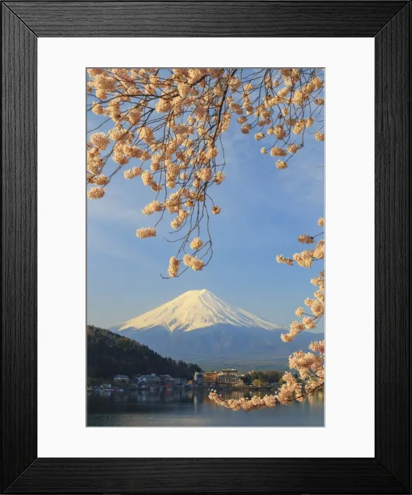 Framed Print : Japan, Yamanashi Prefecture, Kawaguchi-ko Lake, Mt Fuji and Cherry Blossoms Framed Print : Japan, Yamanashi Prefecture, Kawaguchi-ko Lake, Mt Fuji and Cherry Blossoms