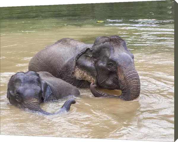 Laos, Sainyabuli, Asian elephants, elephas maximus, elephant calf bathing with mature