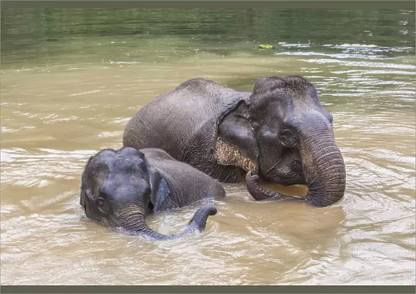 Laos, Sainyabuli, Asian elephants, elephas maximus, elephant calf bathing with mature
