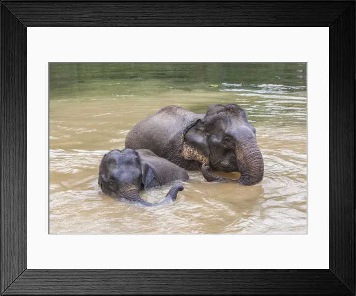Framed Print : Laos, Sainyabuli, Asian elephants, elephas maximus, elephant calf bathing with mature Framed Print : Laos, Sainyabuli, Asian elephants, elephas maximus, elephant calf bathing with mature