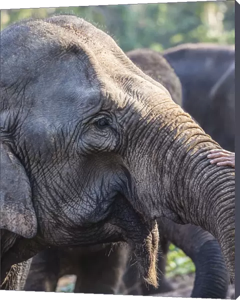 Laos, Sainyabuli, mature Asian Elephant, elephas maximus