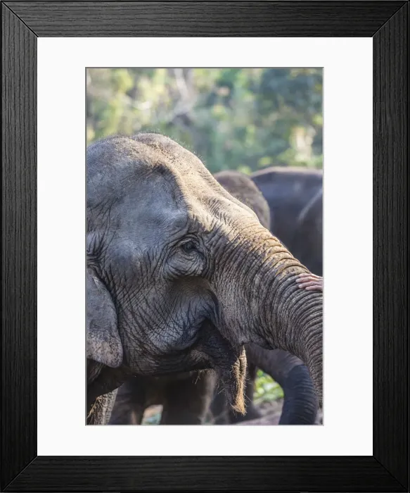 Framed Print : Laos, Sainyabuli, mature Asian Elephant, elephas maximus Framed Print : Laos, Sainyabuli, mature Asian Elephant, elephas maximus