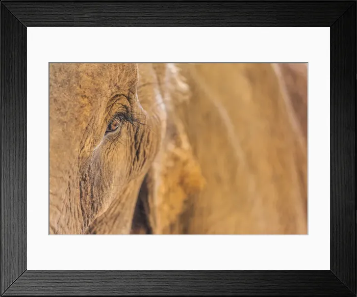 Framed Print : Laos, Sainyabuli, Asian Elephant, elephas maximus, elephants eye Framed Print : Laos, Sainyabuli, Asian Elephant, elephas maximus, elephants eye