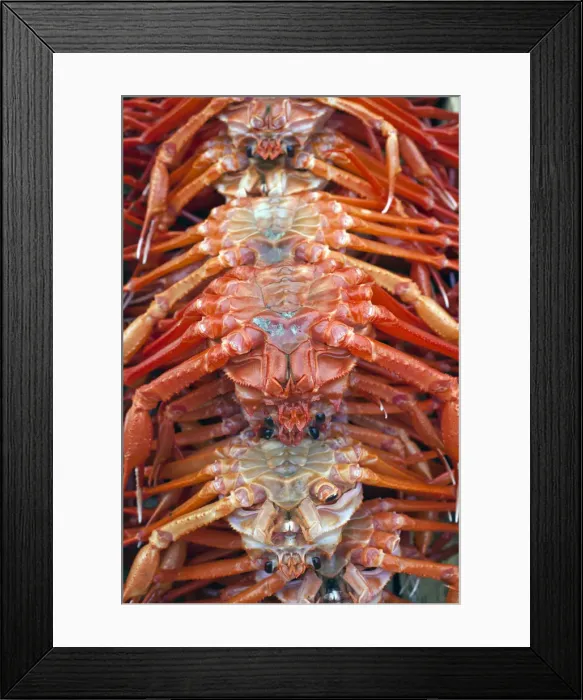 Framed Print : Korea, Gyeongsangnam-do, Busan, Crabs at Jalgalchi fish market Framed Print : Korea, Gyeongsangnam-do, Busan, Crabs at Jalgalchi fish market
