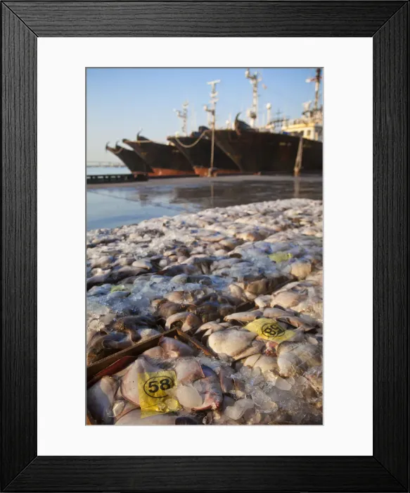 Framed Print : Korea, Gyeongsangnam-do, Busan, Jalgalchi fish market Framed Print : Korea, Gyeongsangnam-do, Busan, Jalgalchi fish market