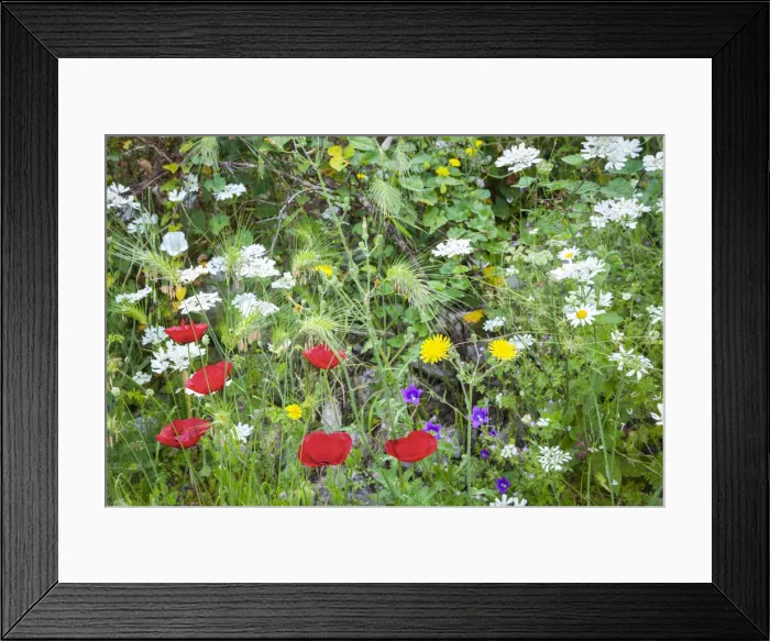 Framed Print : Local Flora, Kotor, Montenegro Framed Print : Local Flora, Kotor, Montenegro