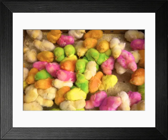 Framed Print : Real Multicoloured Chicks, Medina, Fez, Morocco, North Africa Framed Print : Real Multicoloured Chicks, Medina, Fez, Morocco, North Africa
