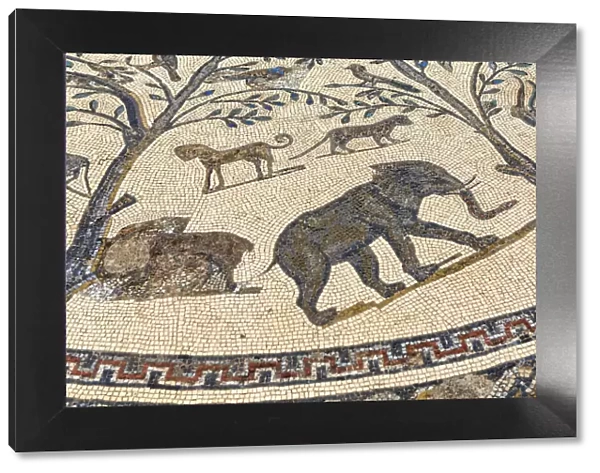 Floor mosaic, Roman ruins, Volubilis, Morocco