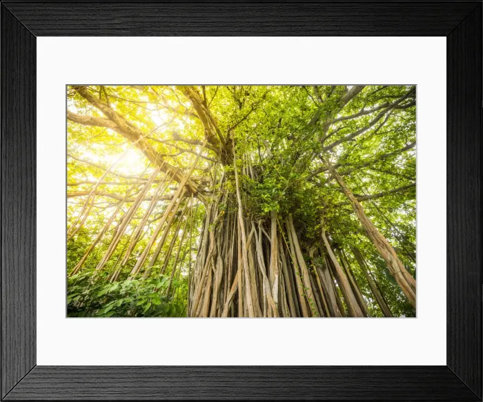 Framed Print : Banyan Tree on an island in the South Male Atoll, Maldives Framed Print : Banyan Tree on an island in the South Male Atoll, Maldives