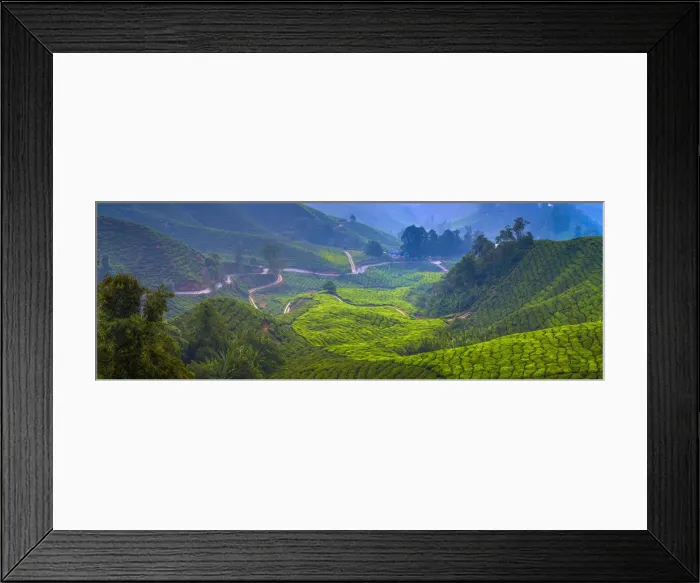 Framed Print : Malaysia, Pahang, Cameron Highlands, Brinchang, Tea Plantation