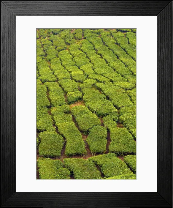 Framed Print : Malaysia, Pahang, Cameron Highlands, Brinchang, Tea Plantation