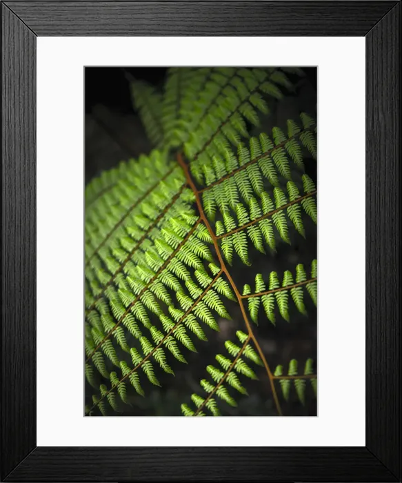 Framed Print : Malaysia, Pahang Perak Border, Cameron Highlands, Mossy Forest (Jabatan Perhutanan) Framed Print : Malaysia, Pahang Perak Border, Cameron Highlands, Mossy Forest (Jabatan Perhutanan)