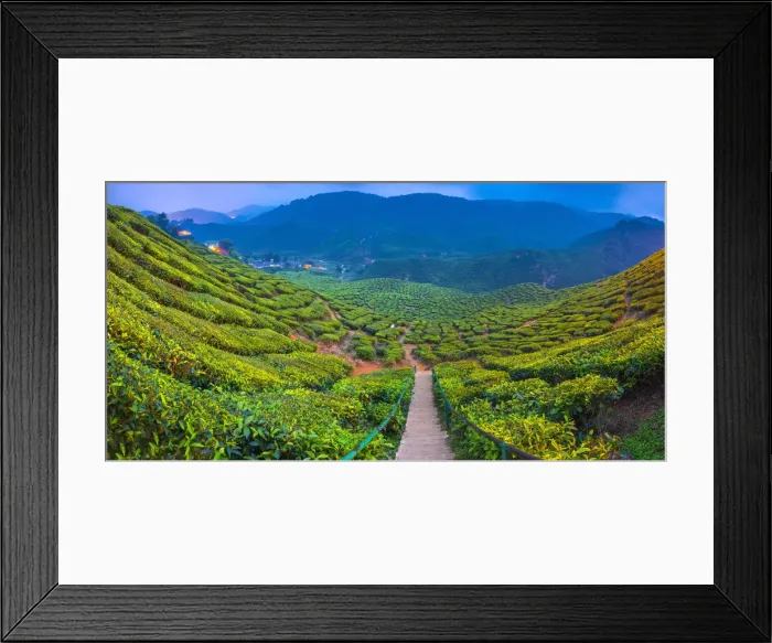 Framed Print : Malaysia, Pahang, Cameron Highlands, Tanah Rata, Cameron Valley Tea Estate Framed Print : Malaysia, Pahang, Cameron Highlands, Tanah Rata, Cameron Valley Tea Estate