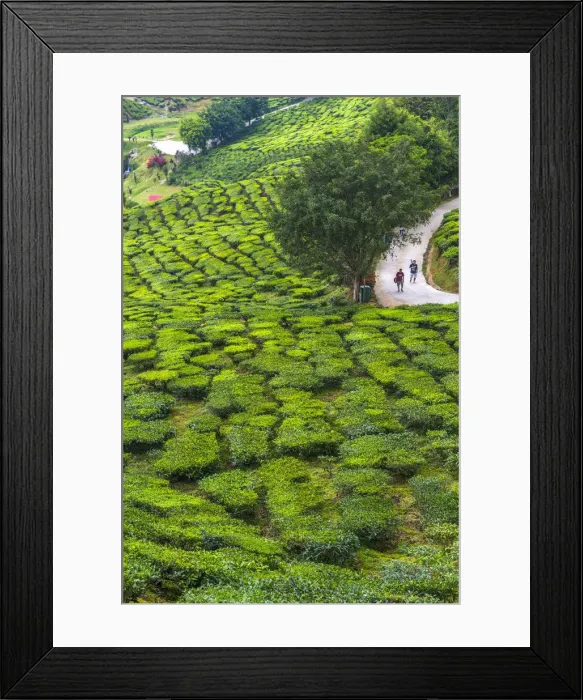 Framed Print : Malaysia, Pahang, Cameron Highlands, Tanah Rata, Cameron Valley Tea Estate Framed Print : Malaysia, Pahang, Cameron Highlands, Tanah Rata, Cameron Valley Tea Estate