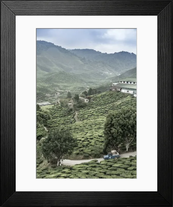 Framed Print : Malaysia, Pahang, Cameron Highlands, Tanah Rata, Cameron Valley Tea Estate Framed Print : Malaysia, Pahang, Cameron Highlands, Tanah Rata, Cameron Valley Tea Estate