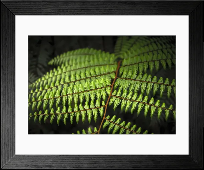 Framed Print : Malaysia, Pahang Perak Border, Cameron Highlands, Mossy Forest (Jabatan Perhutanan) Framed Print : Malaysia, Pahang Perak Border, Cameron Highlands, Mossy Forest (Jabatan Perhutanan)