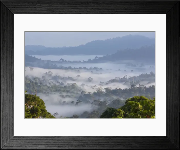 Framed Print : Mist, over tropical rainforest, early morning, Sabah, Borneo, Malaysia Framed Print : Mist, over tropical rainforest, early morning, Sabah, Borneo, Malaysia