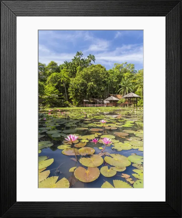 Framed Print : Heritage Cultural Village & water lillies, Sabah State Museum, Kota Kinabalu, Sabah Framed Print : Heritage Cultural Village & water lillies, Sabah State Museum, Kota Kinabalu, Sabah