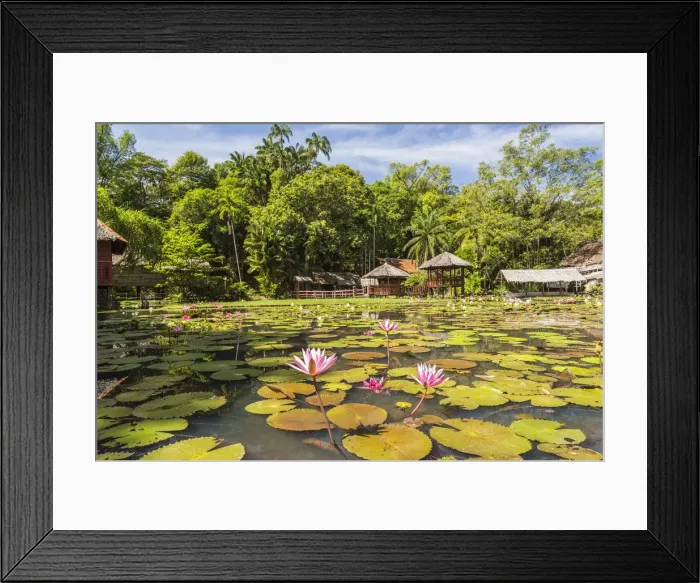 Framed Print : Heritage Cultural Village & water lillies, Sabah State Museum, Kota Kinabalu, Sabah Framed Print : Heritage Cultural Village & water lillies, Sabah State Museum, Kota Kinabalu, Sabah